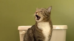 Hogyan taníthatunk macskát a wc-hez